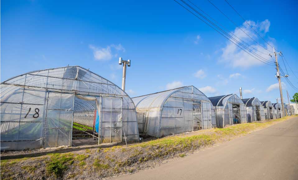 茨城県鉾田市　中島農園　畑